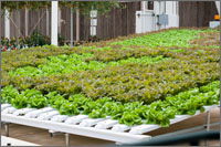 hydroponic plants and perlite